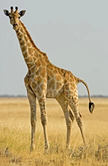 Giraffe - full body portrait