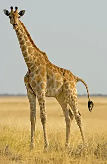 Giraffe - full body portrait - Etosha National Park - Namibia - Africa
