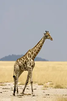 Giraffe - full body portrait in grass land- Etosha National Park - Namibia - Africa