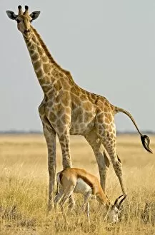 Images Dated 27th September 2009: Giraffe - Full body portrait with a springbok in the foreground