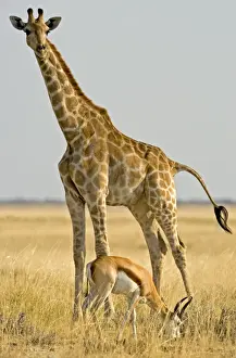 Antelopes Prints: Giraffe - Full body portrait with a springbok in the foreground - Etosha National Park - Namibia - Africa