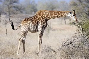 Giraffe - browsing