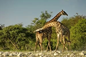 Images Dated 13th April 2005: Giraffe two bulls fighting rotating their long necks Etosha National Park, Namibia, Africa