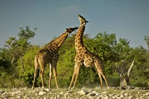 Giraffe two bulls fighting rotating their long necks Etosha National Park, Namibia, Africa