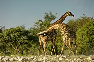 Attacking Prints: Giraffe two bulls fighting rotating their long necks Etosha National Park, Namibia, Africa