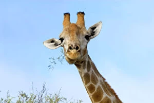 Food In Mouth Collection: Giraffe chewing twigs of Grey Camelthorn. Occurs in arid zones and drier regions of Northern