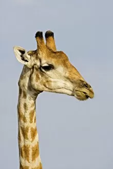 Images Dated 28th September 2009: Giraffe - close up of the head and neck with the tip of the tongue protuding