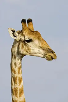 Giraffe - close up of the head and neck with the tip of the tongue protuding - Etosha National Park - Namibia - Africa