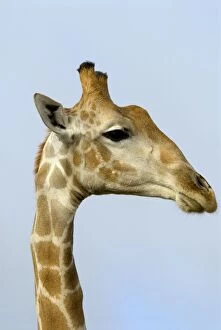 Images Dated 18th March 2008: Giraffe - close up of head. Occurs in arid zones and drier regions of Northern