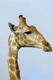 Giraffidae Prints: Giraffe - close up of head. Occurs in arid zones and drier regions of Northern and Southern Savanna of Africa