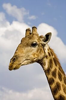 Images Dated 28th September 2009: Giraffe - close up head portrait