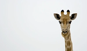 Images Dated 24th September 2009: Giraffe - close up head portrait - Etosha National Park - Namibia - Africa