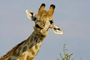Images Dated 28th September 2009: Giraffe - close up of the head whilst chewing and swallowing acacia twigs - Etosha National Park
