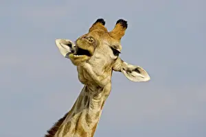 Swallowing Prints: Giraffe - close up of the head whilst chewing and swallowing acacia twigs - Etosha National Park - Namibia - Africa