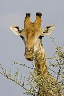 Images Dated 28th September 2009: Giraffe - close up of the head whilst feeding