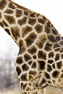 Giraffe - close up of skin patterns - Etosha National Park - Namibia - Africa