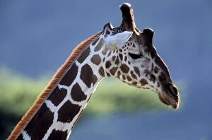 Images Dated 27th July 2005: Giraffe - close-up of head