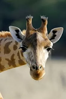 Images Dated 1st November 2006: Giraffe - close-up of head