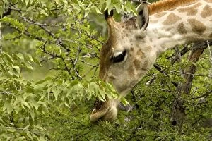 Images Dated 25th February 2006: Giraffe-Close ups whilst feeding Etosha National Park-Northern Namibia-Africa