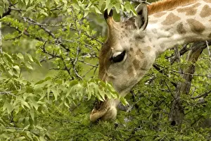 Giraffe-Close ups whilst feeding Etosha National Park-Northern Namibia-Africa