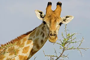 Images Dated 28th September 2009: Giraffe - close up whilst feeding on acacia twigs