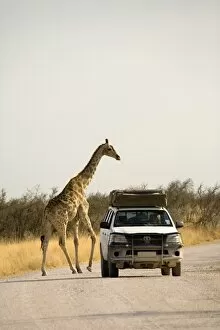 Images Dated 28th September 2009: Giraffe - crossing a road with a rental car in the foreground