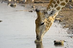 Images Dated 30th September 2009: Giraffe - drinking - Etosha National Park - Namibia - Africa
