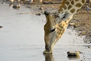 Drinking Prints: Giraffe - drinking - Etosha National Park - Namibia - Africa