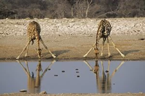 Giraffe - Two drinking at waterhole