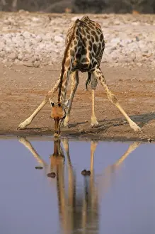 Giraffe - Drinking at Waterhole, Etosha National Park, Namibia, Africa MA000630