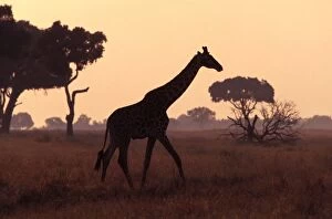 Giraffe - at dusk