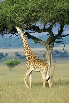 Tall Collection: Giraffe - eating from tree Maasai Mara, Kenya, Africa