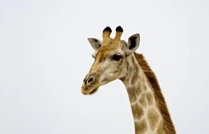 Images Dated 24th September 2009: Giraffe - Etosha National Park - Namibia - Africa