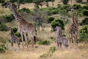 Images Dated 15th November 2004: Giraffe Family
