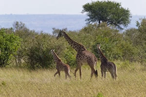 Images Dated 3rd July 2012: Giraffe family on the savannah, Maasai Mara