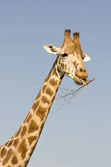 Tall Prints: Giraffe - feeding