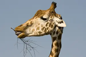Giraffe - feeding