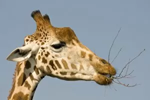 Images Dated 30th September 2011: Giraffe - feeding