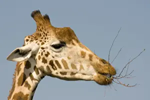 Chewing Prints: Giraffe - feeding