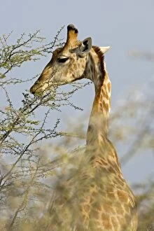 Images Dated 28th September 2009: Giraffe - feeding on the top branches