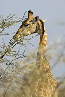 Giraffe - feeding on the top branches - Etosha National Park - Namibia - Africa