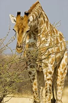 Images Dated 28th September 2009: Giraffe - feeding on thorny branches - Etosha National Park - Namibia - Africa