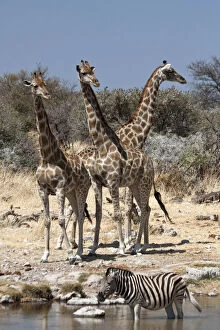Burchellii Gallery: Three giraffe (Giraffa Camelopardalis)