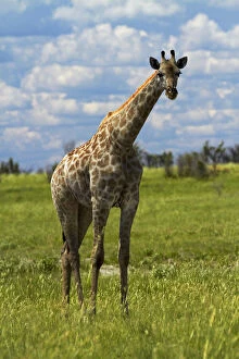 Giraffe (Giraffa camelopardalis angolensis)