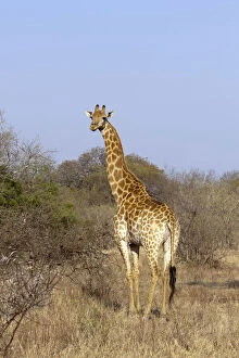 Camelopardalis Gallery: Giraffe (Giraffa camelopardalis), Kapama