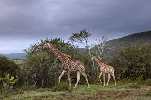 Camelopardalis Gallery: Giraffe (Giraffa camelopardalis), Kariega