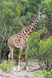 Camelopardalis Gallery: Giraffe (Giraffa camelopardalis), Maasai
