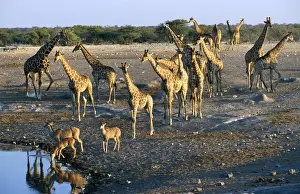 Kudus Prints: Giraffe - and Greater Kudu (Tragelaphus strepciceros) - Etosha National Park