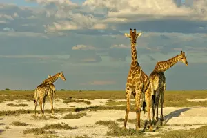 Giraffe group of four individuals standing in salt pan with approaching rainstorm Etosha National Park, Namibia, Africa