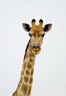 Images Dated 24th September 2009: Giraffe - head and neck portrait - Etosha National Park - Namibia - Africa